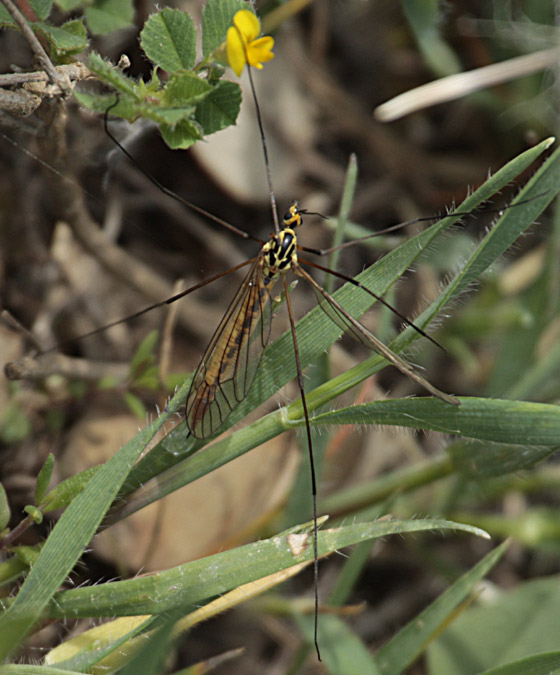 Nephrotoma flavescens