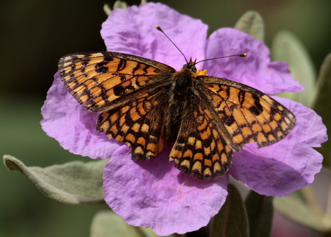 Melitaea phoebe