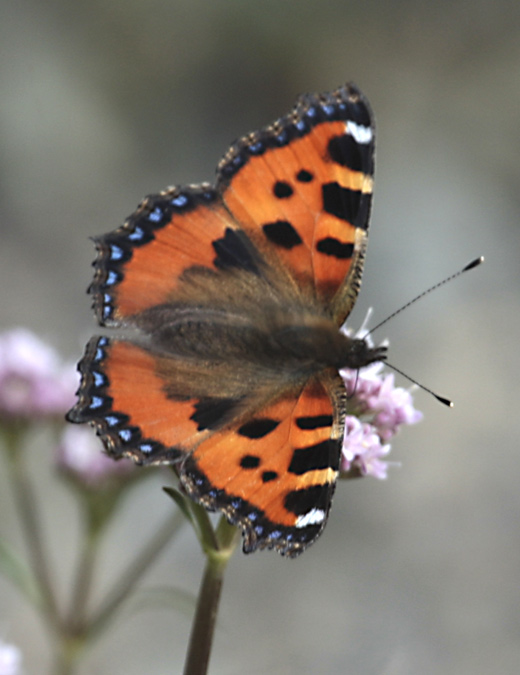 (Aglais urticae)