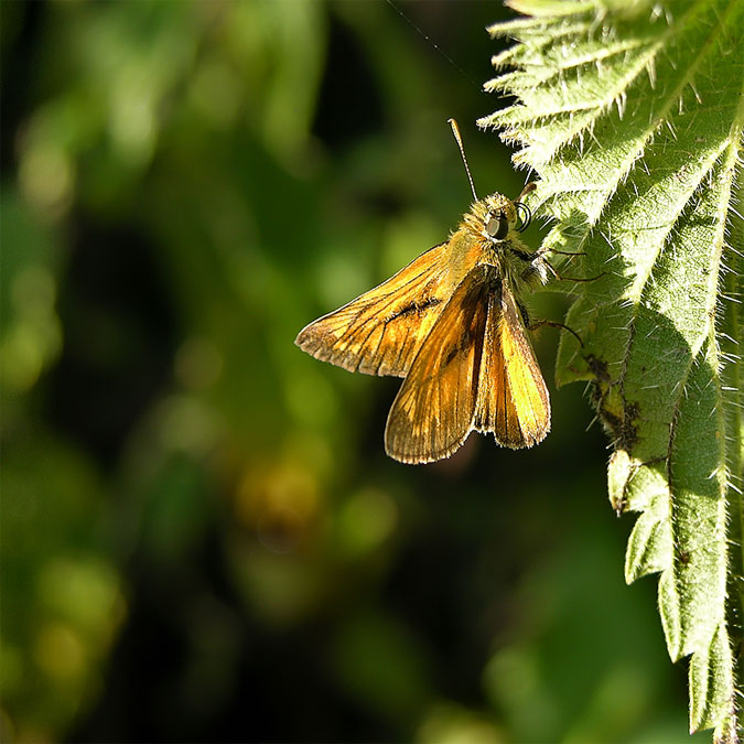 Ochlodes venatus