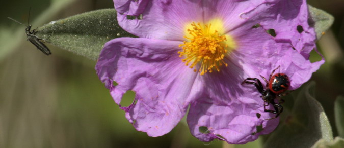 Femella d' Oedemera, L’aranya Napoleó (Synema globosum)