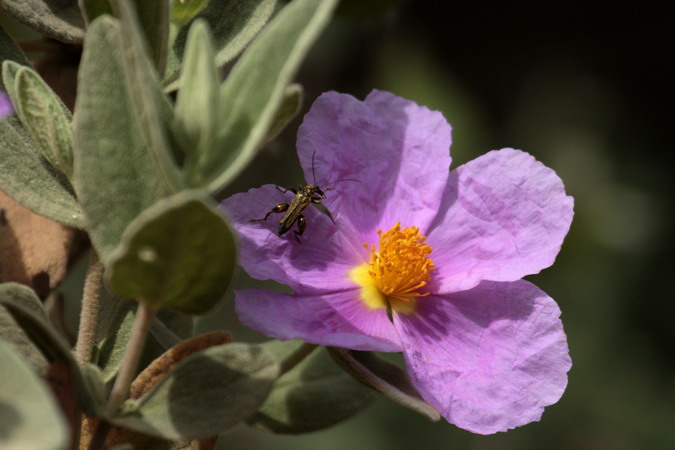 Mascle d'Oedemera nobilis 1/2