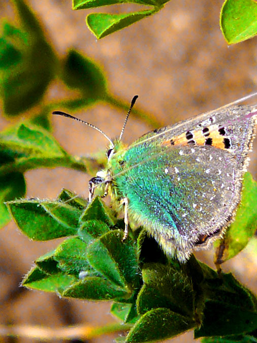 polyommatus andrónicus ?