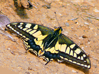 Papilio Machaon