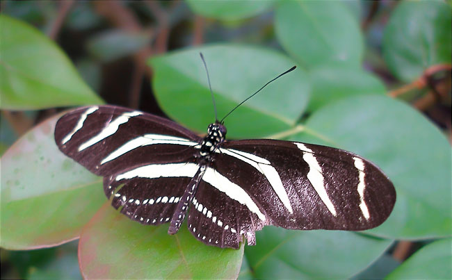 Heliconius charitonius 1/2