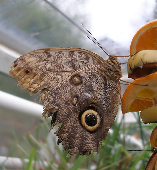 Caligo eurilochus