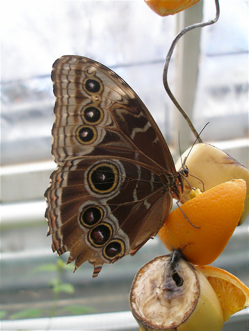 Morpho peleides ? 2/2