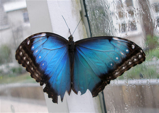 Morpho peleides 1/2