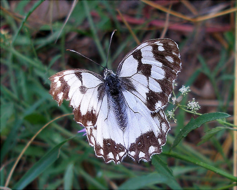 Melanargia lachesis 2/2