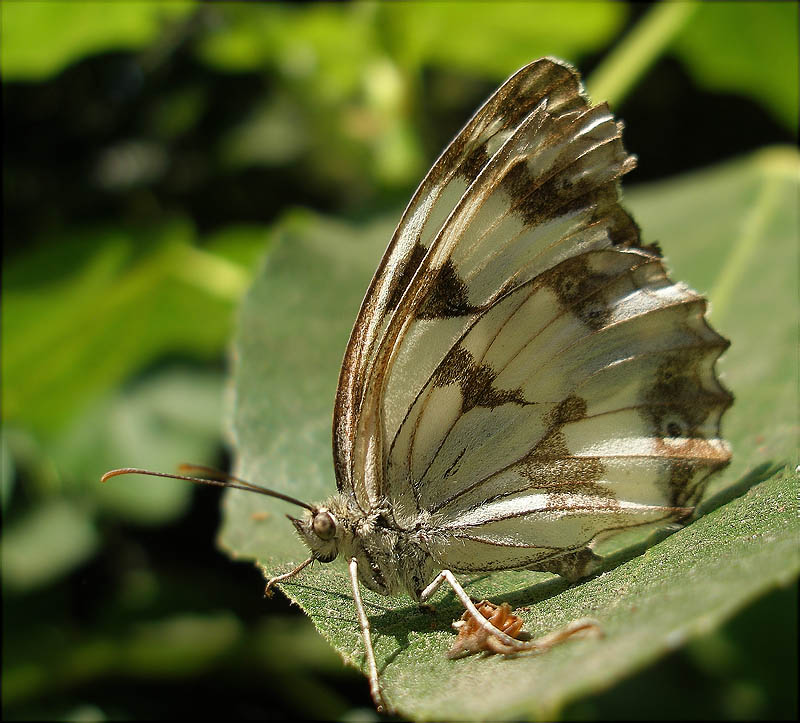 Melanargia lachesis 1/2