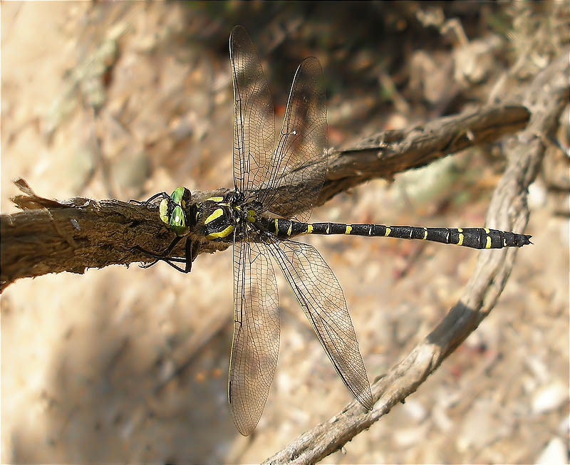 Cordulegaster boltoni