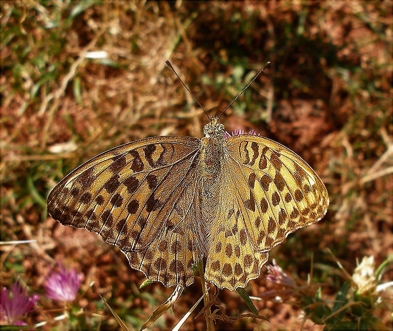 Argynnis paphia