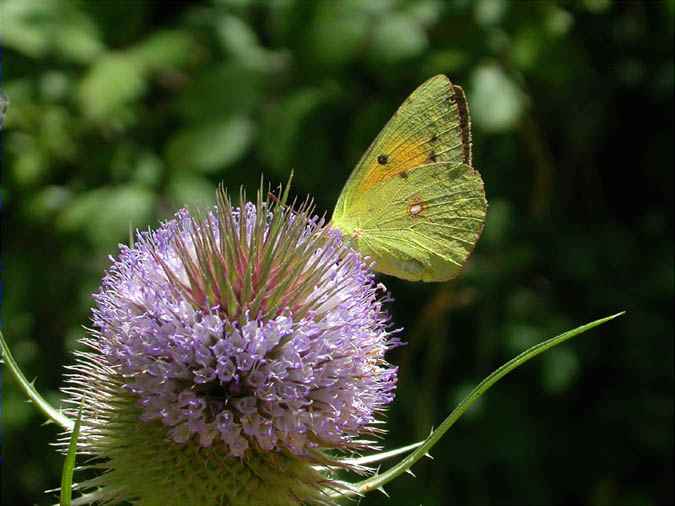 Colias crocea