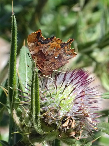 Polygonia c-album