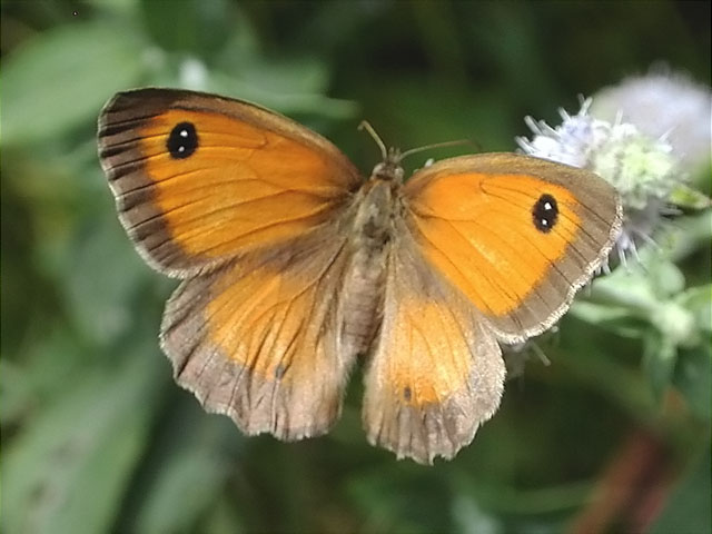 Pyronia tithonus