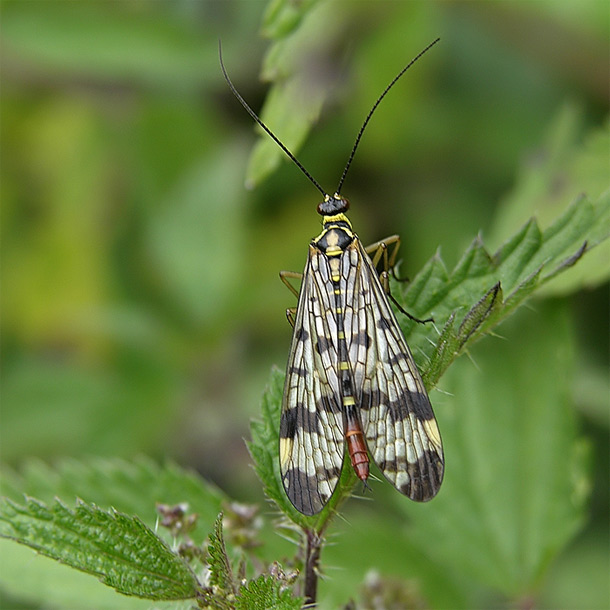 Panorpa meridionalis