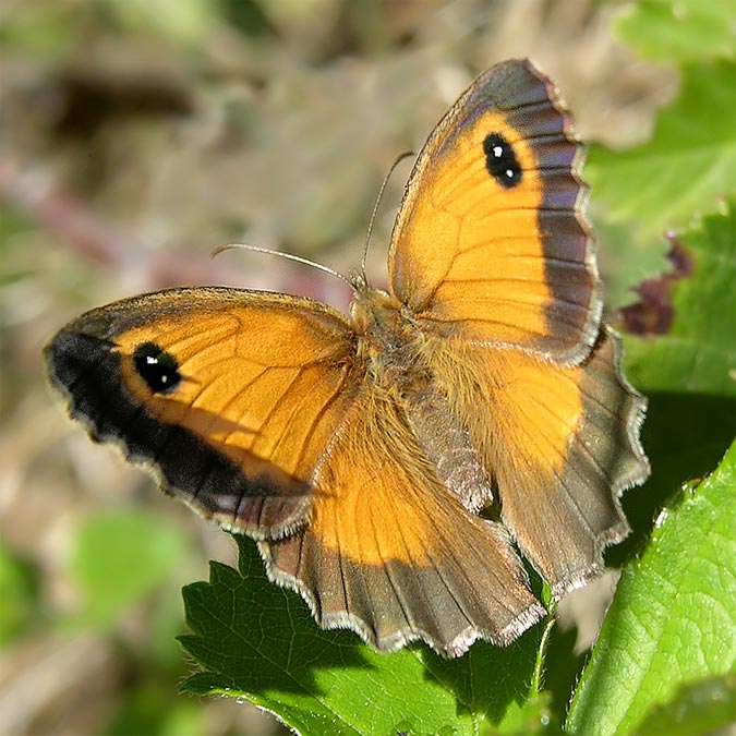 Pyronia tithonus