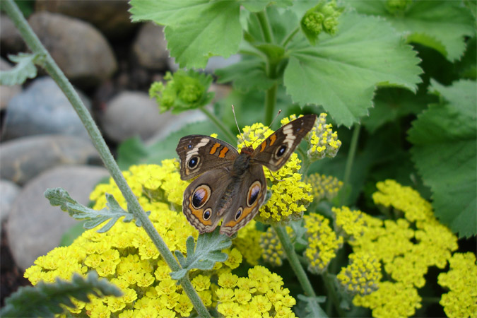 Mariposa Buho!!!