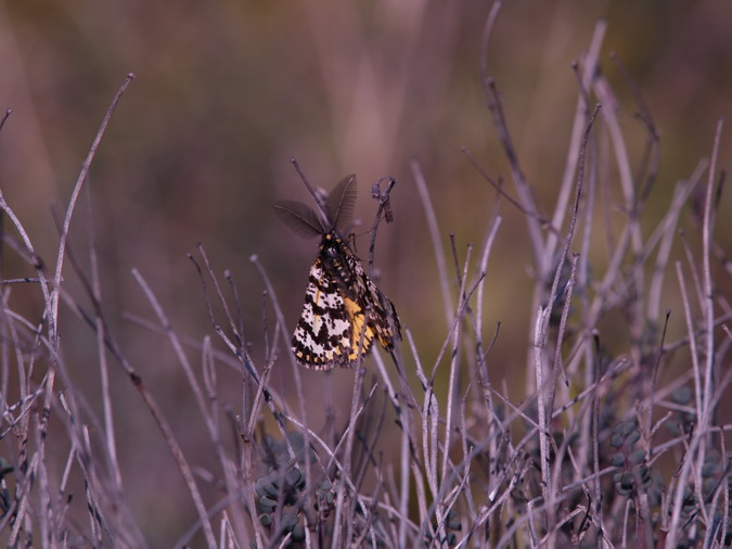 Eurranthis plummistaria, M.