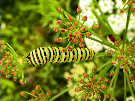 Eruga papilio machaon