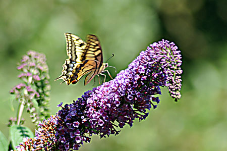 Papilio machaon