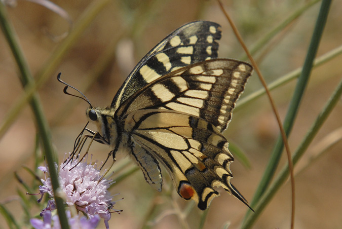 Papilio macaon