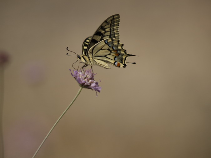 Papilio machaon