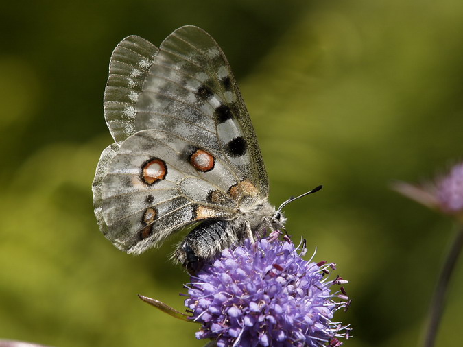 Parnassius apollo