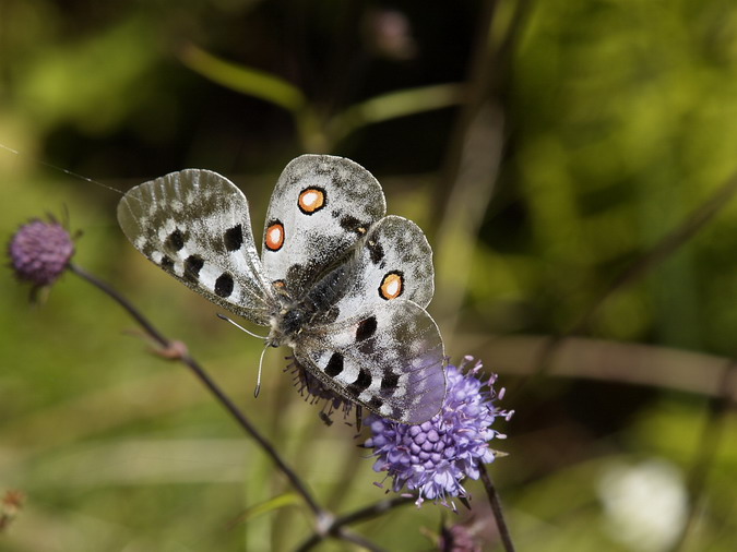 Parnassius apollo