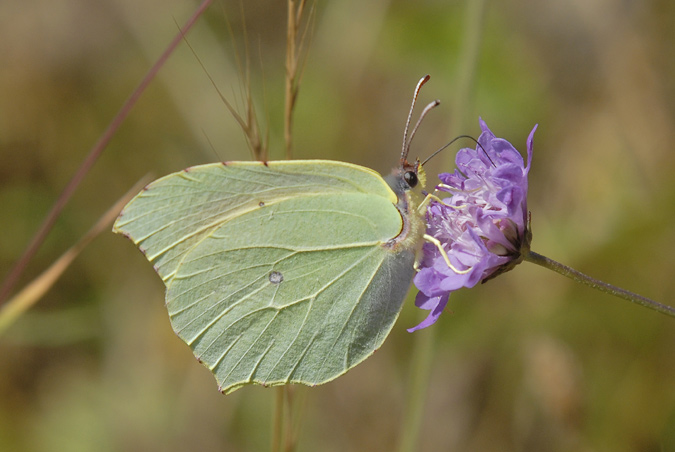 Pieris brasicae