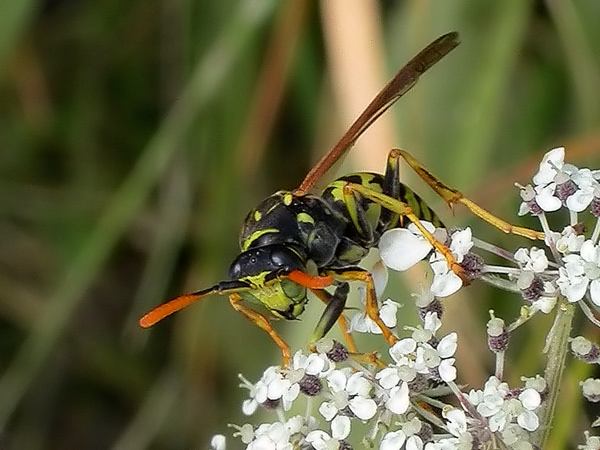 Vespa mascle (Polistes sp)