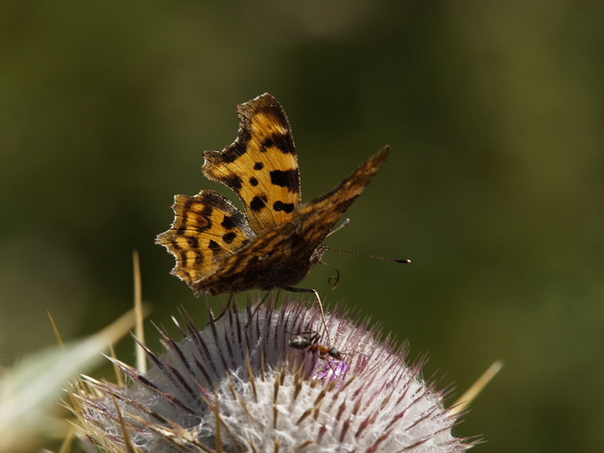 Polygonia c-album