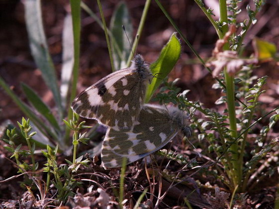 Pontia daplidice