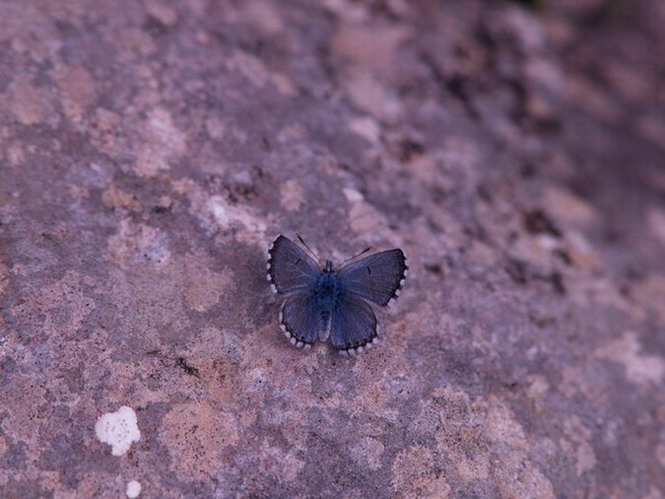 Pseudophilotes panoptes- Licènids