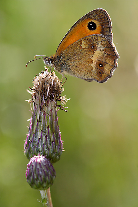 Pyronia tithonus