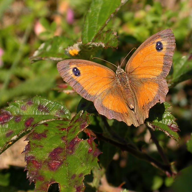 Pyronia Tithonus