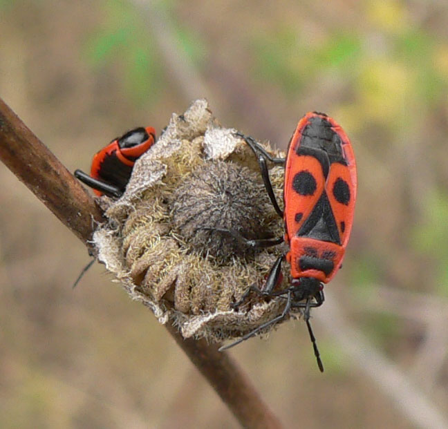 Pyrrhocoris apterus