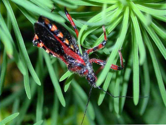 Rhinocoris erythropus