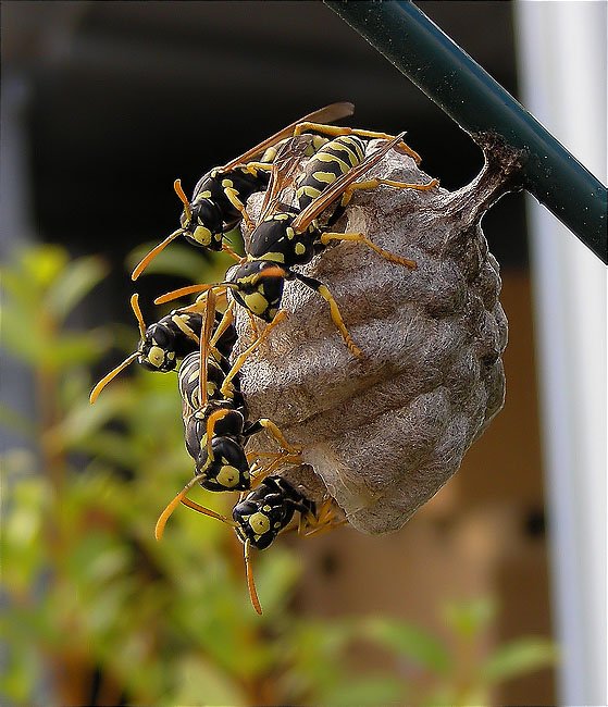 Niu de vespes (Polistes gallicus)