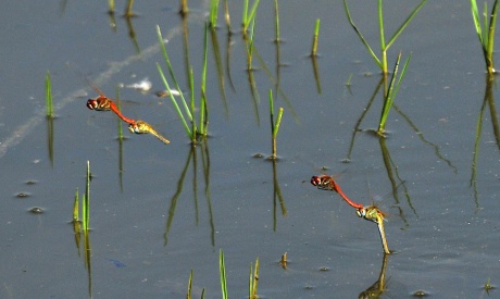 Sympetrum fonscolombii.