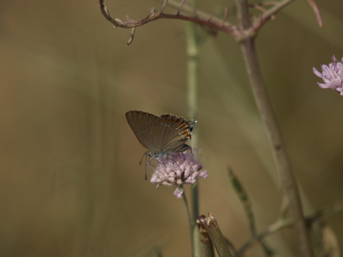 Satyrium esculi