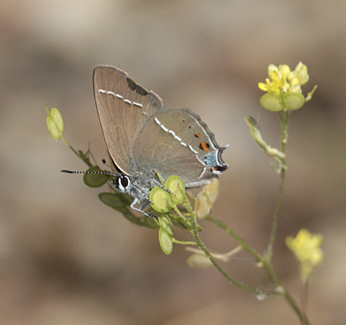 Satyrium spini