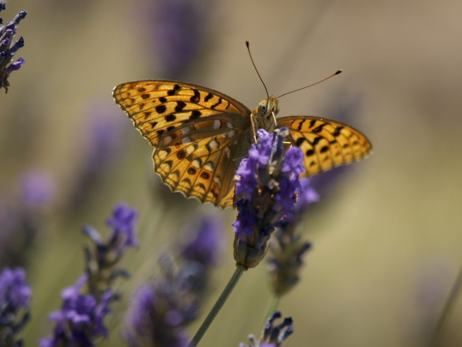 Argynnis adipe