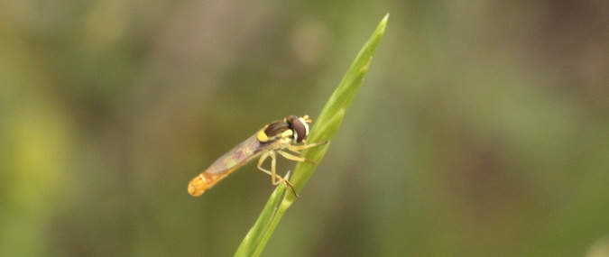 Sphaerophoria scripta (Linnaeus)