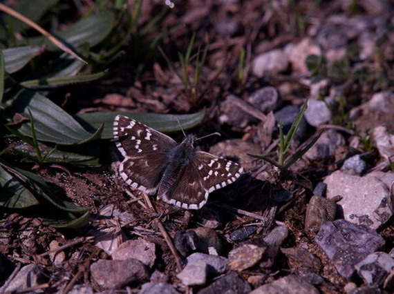 Pyrgus bellieri