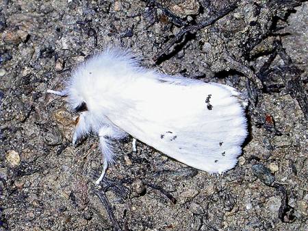 Spilosoma urtica