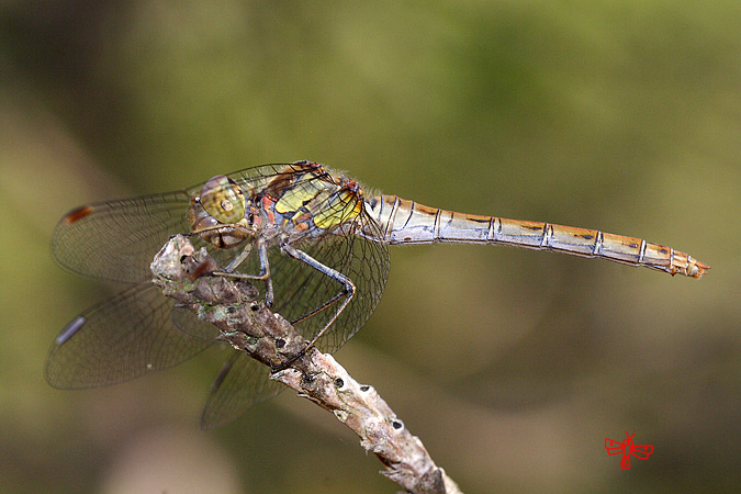 Sympetrum striolatum