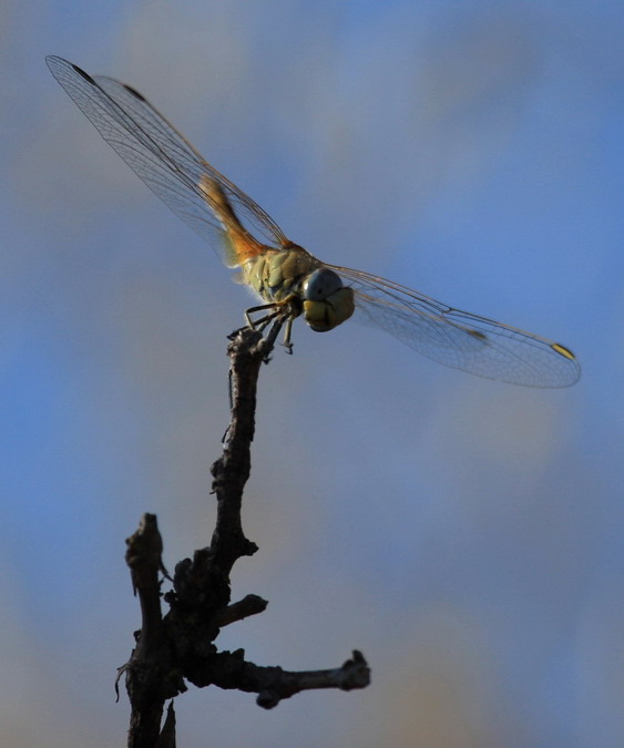 Sympetrum fonscolombii , ortòpters