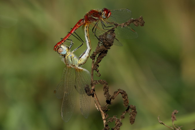 Sympetrum fonscolombii