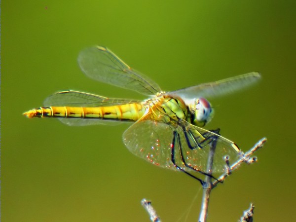 Sympetrum meridionale ?